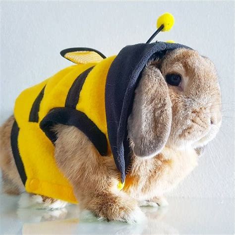 halloween bunny costumes|halloween costumes for bunny rabbits.